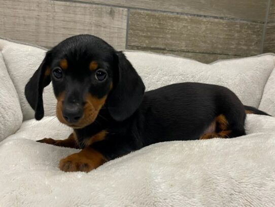 [#9846] Black & Tan Male Dachshund Puppies for Sale