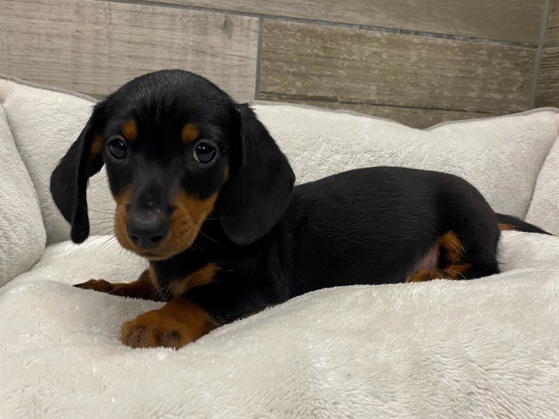 Dachshund - 9846 Image #1