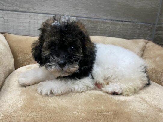 [#9849] Sable & White Male Miniature Poodle Puppies for Sale