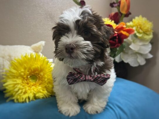 [#6930] chlt & wh Male Havanese Puppies for Sale