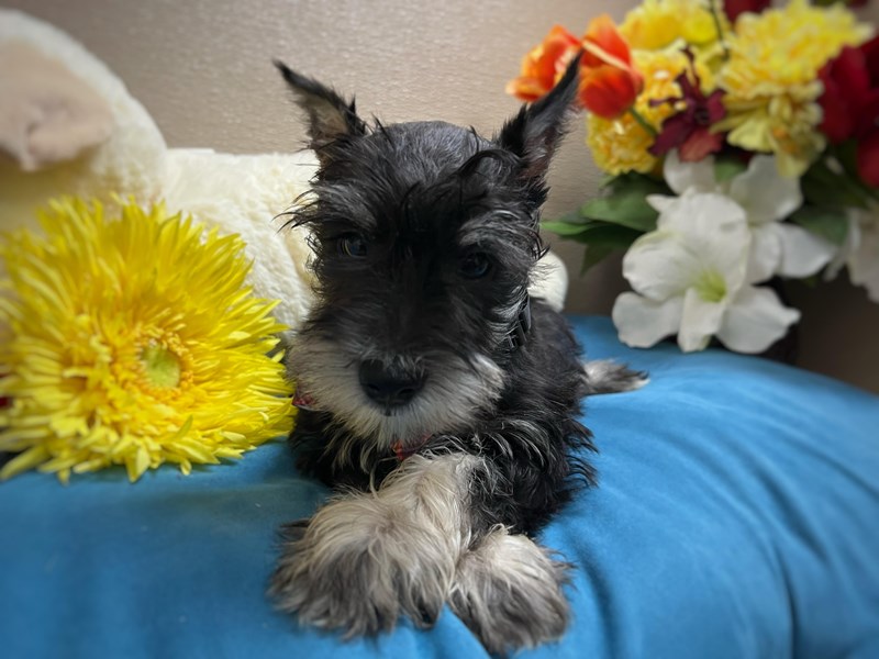 Min Schnauzer - 6946 Image #1
