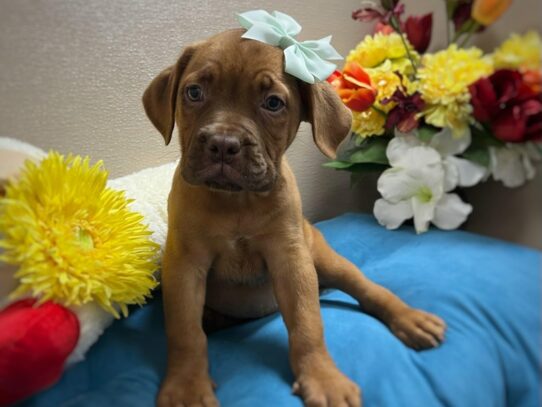 [#6947] mhgy Female Dogue De Bordeaux Puppies for Sale