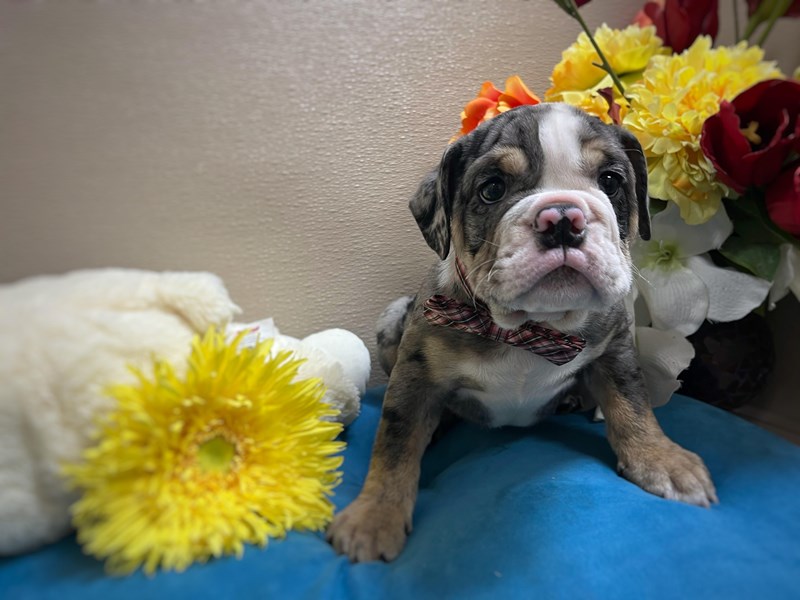 English Bulldog - 6949 Image #1