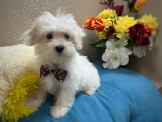 [#6950] wh Male Maltese Puppies for Sale
