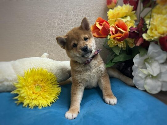 [#6951] rd wh mkgs Male Shiba Inu Puppies for Sale