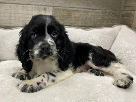 [#9850] Black & White Male Cocker Spaniel Puppies for Sale