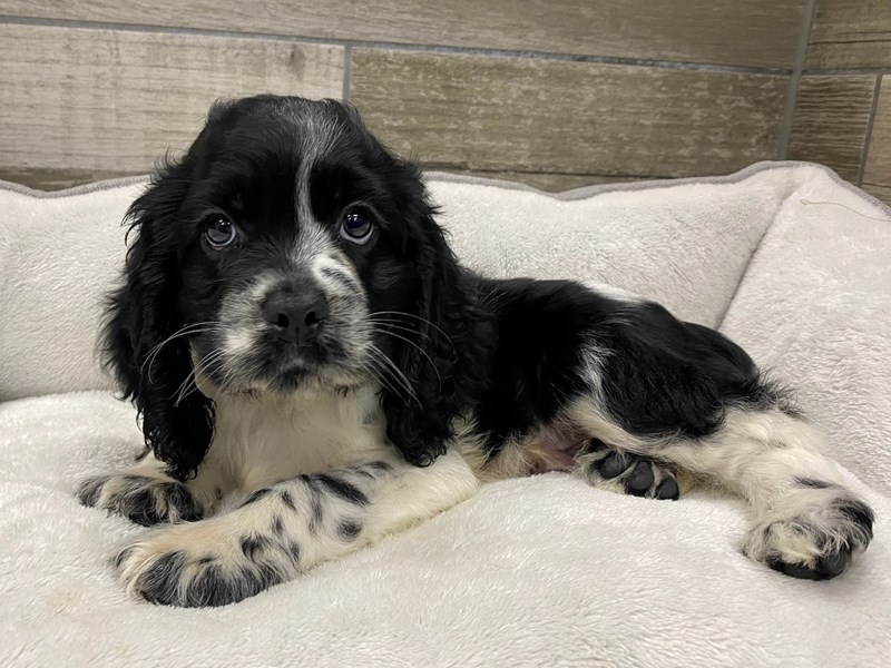 Cocker Spaniel - 9850 Image #1