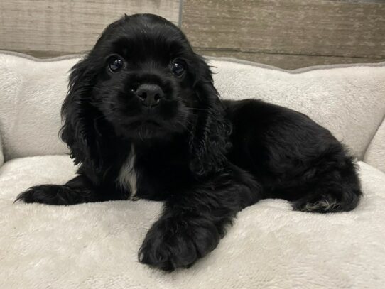 [#9851] Black Male Cocker Spaniel Puppies for Sale