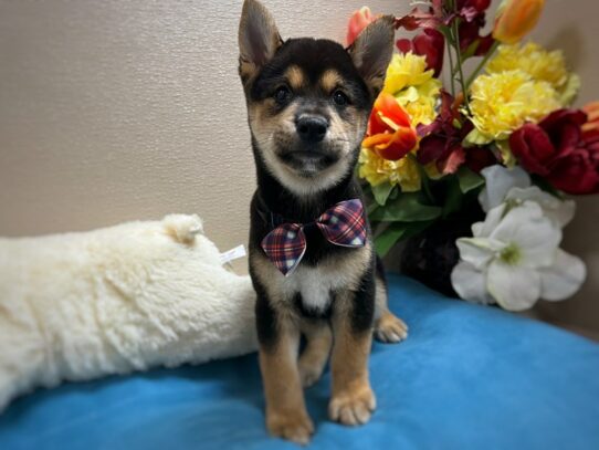 [#6952] blk wh & tn Male Shiba Inu Puppies for Sale