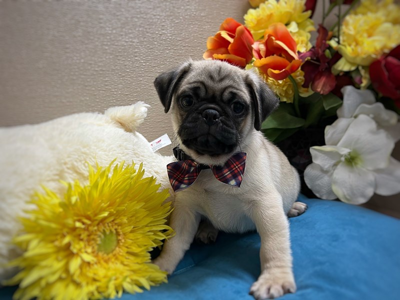 Pug - 6956 Image #1