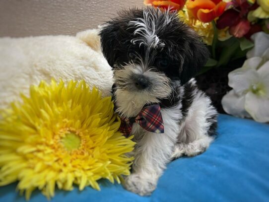 [#6957] br & wh Male Shorkie Puppies for Sale