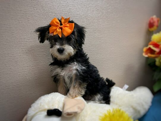 [#6931] blk & tn Female Yochon Puppies for Sale
