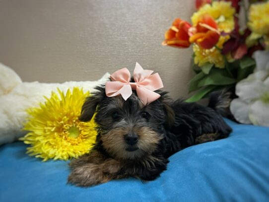 [#6933] blk & tn Female Yorkshire Terrier Puppies for Sale