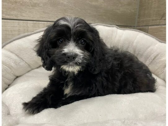 [#9858] Black Female Cockapoo Puppies for Sale