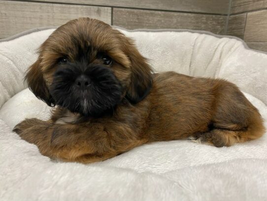 [#9861] Gold & White Male Lhasa Apso Puppies for Sale