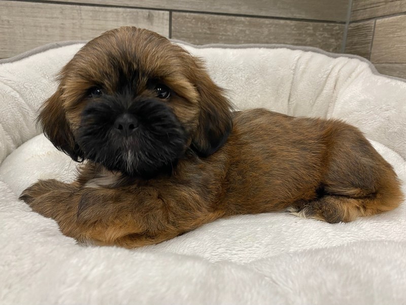Lhasa Apso - 9861 Image #1