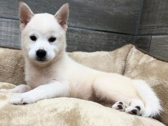 [#9852] Cream Female Shiba Inu Puppies for Sale