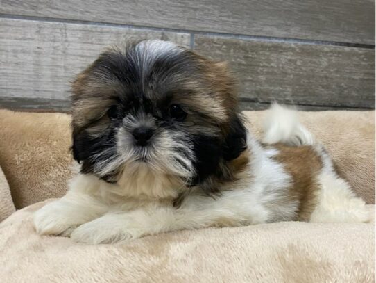 [#9860] Brindle & White Female Shih Tzu Puppies for Sale