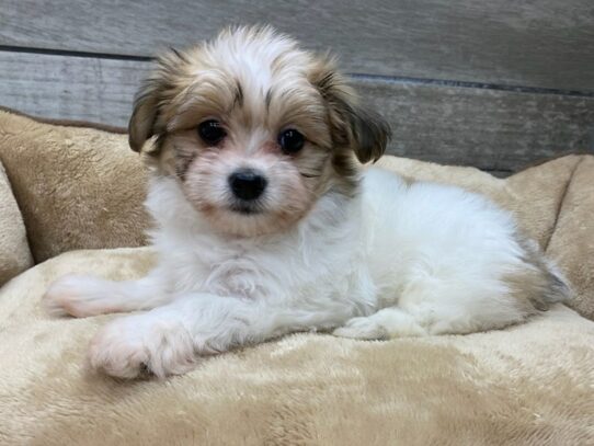 [#9856] Brown & White Female Papitese Puppies for Sale