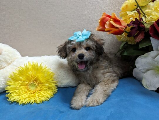 [#6924] gld Female PapiPoo Puppies for Sale