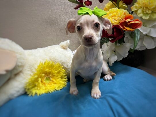 [#6908] apct, mrl mkgs Female Chihuahua Puppies for Sale