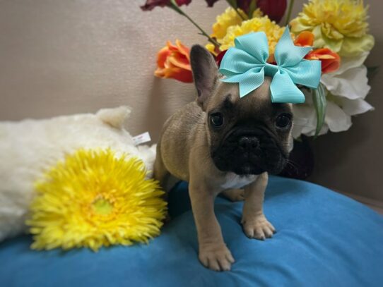[#6959] fm blk msk Female French Bulldog Puppies for Sale