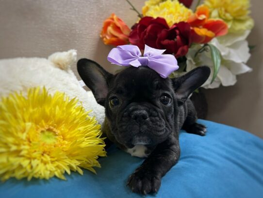 [#6960] blk brdl Female French Bulldog Puppies for Sale