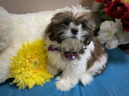 [#6963] lvr & wh Male Shih Tzu Puppies for Sale