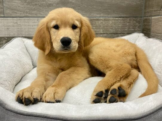 [#9870] Golden Female Golden Retriever Puppies for Sale