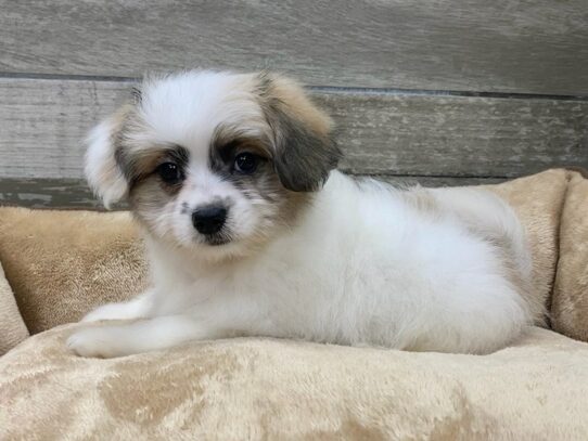 [#9866] Brown & White Male Papitese Puppies for Sale