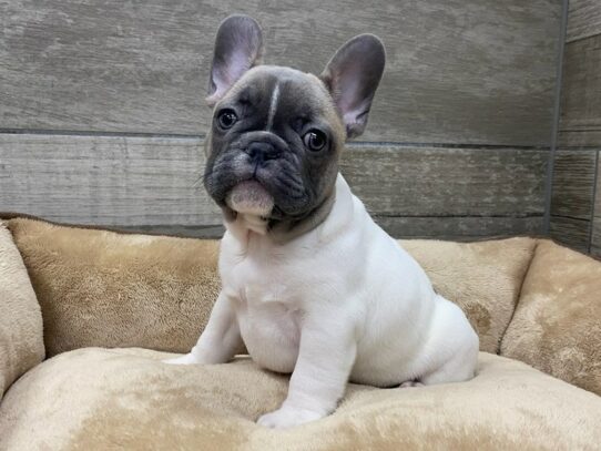 [#9865] Blue & White Male French Bulldog Puppies for Sale