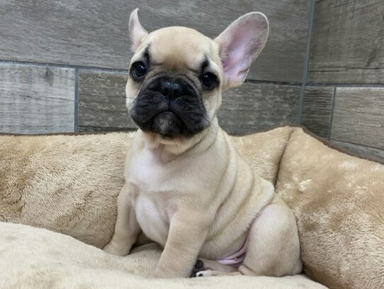 [#9864] Fawn w/Black Mask Male French Bulldog Puppies for Sale