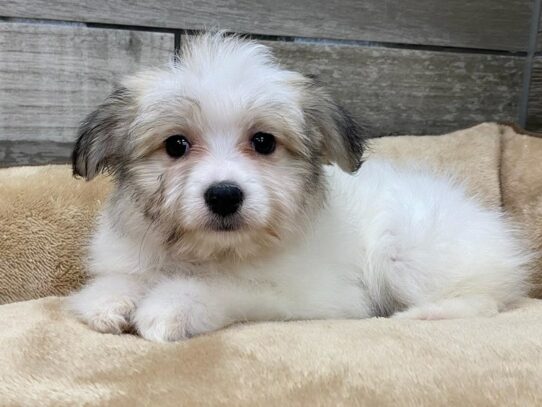 [#9867] Brown & White Female Papitese Puppies for Sale