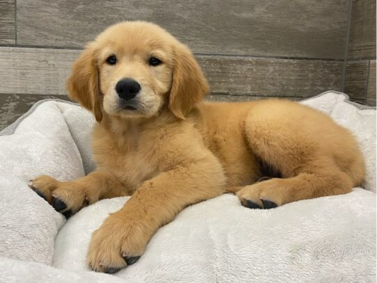 [#9869] Golden Male Golden Retriever Puppies for Sale
