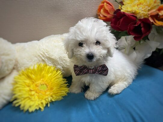 [#6962] wh Male Bichon Frise Puppies for Sale