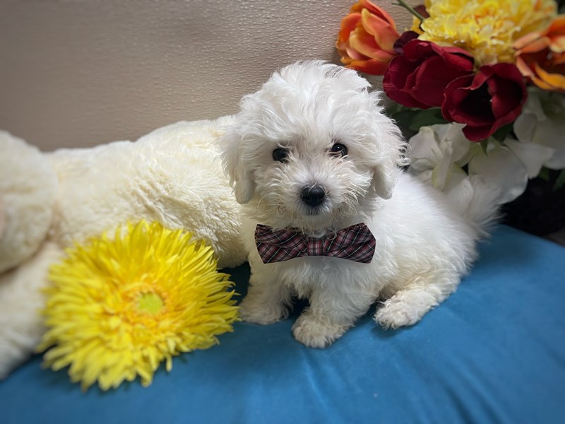 Bichon Frise - 6962 Image #1