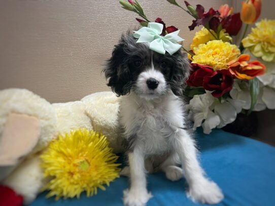 [#6936] bl mrl & wh Female Cavapoo Puppies for Sale