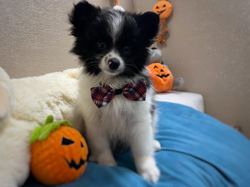 Pomeranian - 6964 Image #1