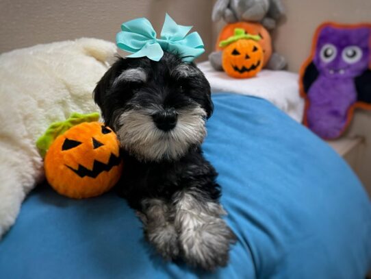 [#6967] blk & slvr Female Min Schnauzer Puppies for Sale