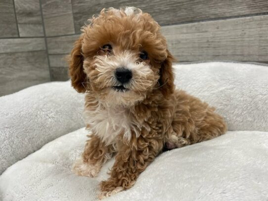 [#9871] Apricot Male Miniature Poodle Puppies for Sale