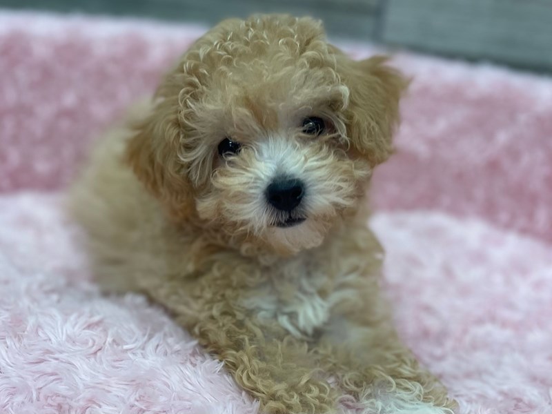 Miniature Poodle - 9872 Image #1