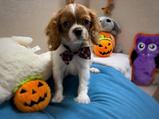 [#6961] bheim Male Cavalier King Charles Spaniel Puppies for Sale