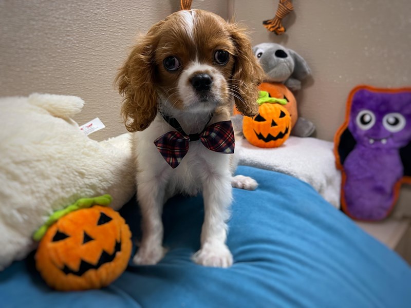 Cavalier King Charles Spaniel - 6961 Image #1