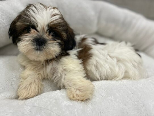 [#9873] Gold & White Female Shih Tzu Puppies for Sale