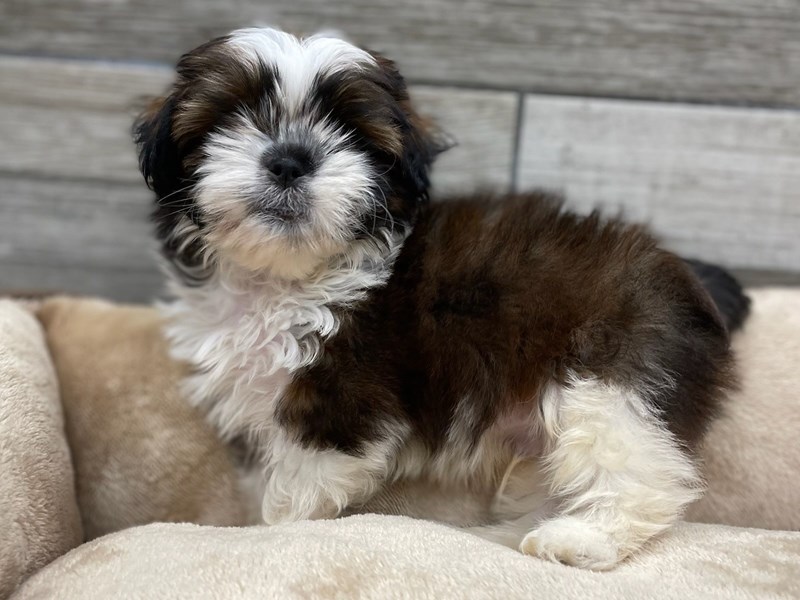 Shih Tzu - 9874 Image #1