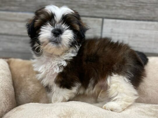 [#9874] Red & White Male Shih Tzu Puppies for Sale