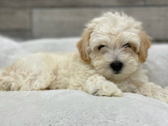 [#9875] Apricot Male Maltipoo Puppies for Sale