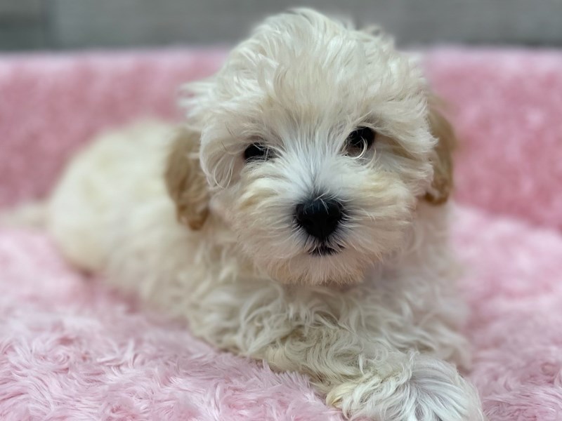 Maltipoo - 9876 Image #1