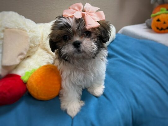 [#6966] rd & wh Female Shih Tzu Puppies for Sale
