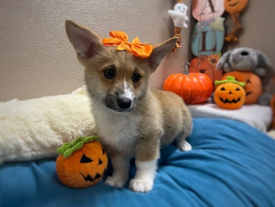 [#6981] rd & wh Female Pembroke Welsh Corgi Puppies for Sale